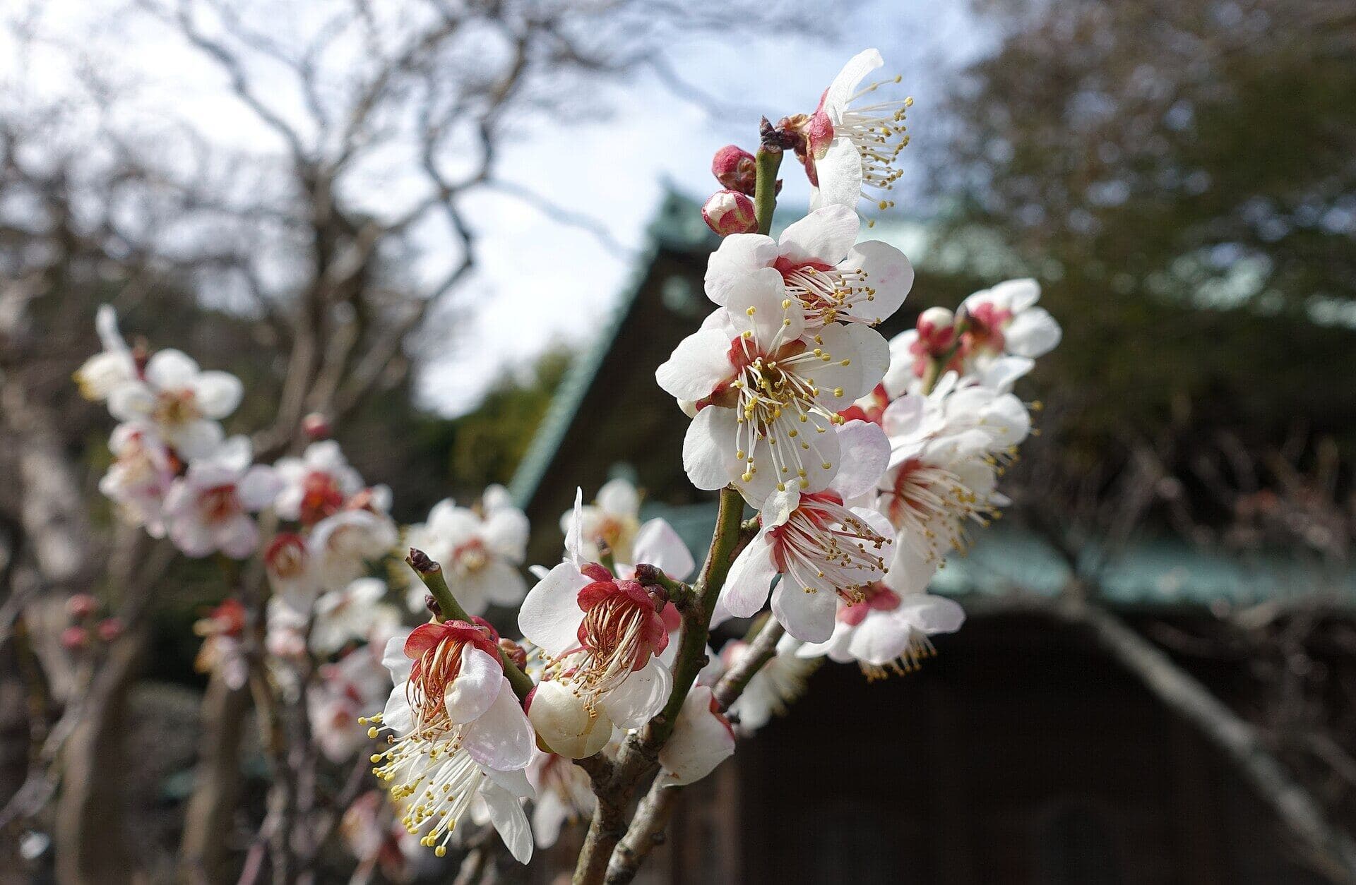 White plum blossoms in early spring
