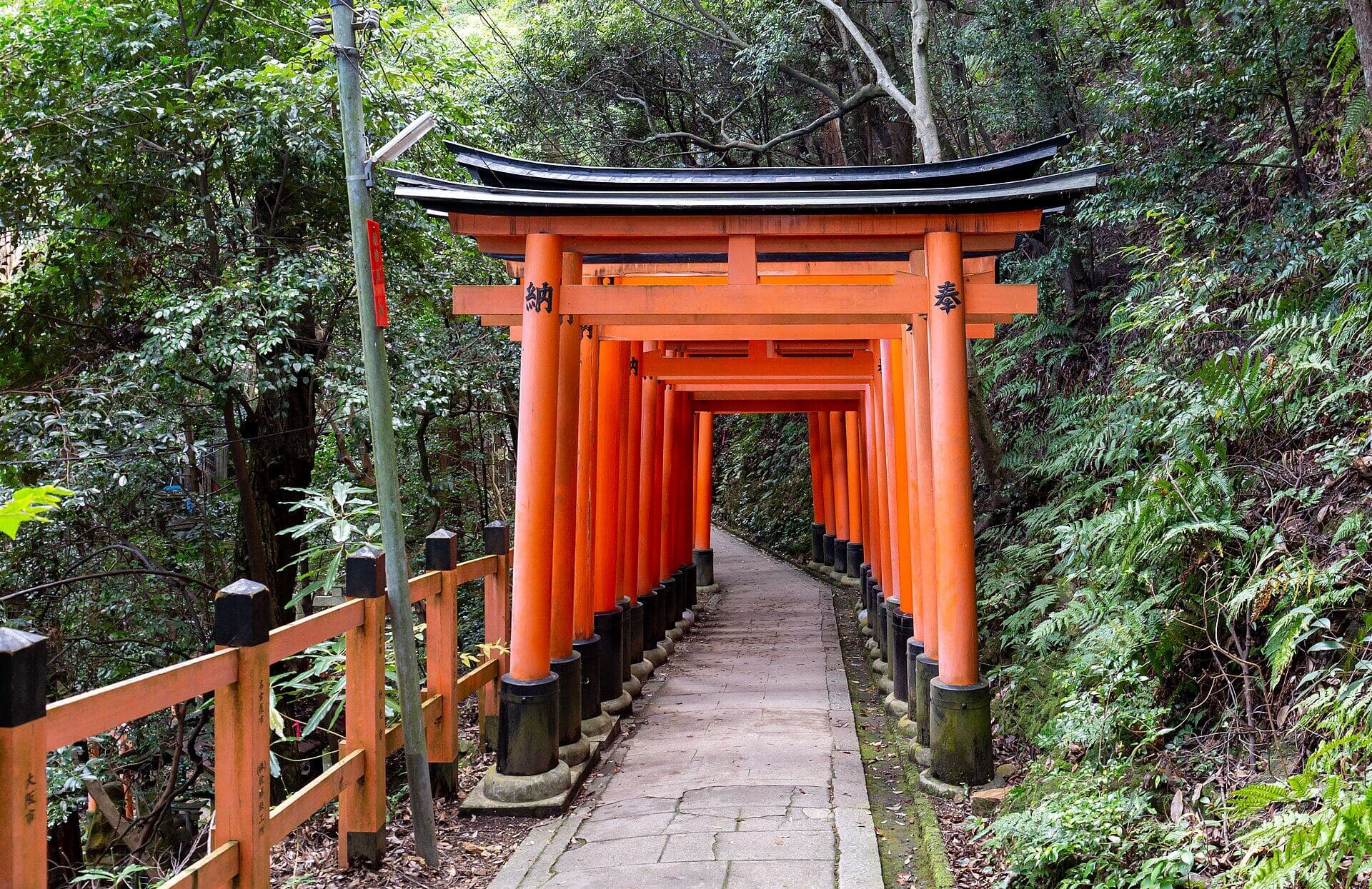 Torii gates along a forest path